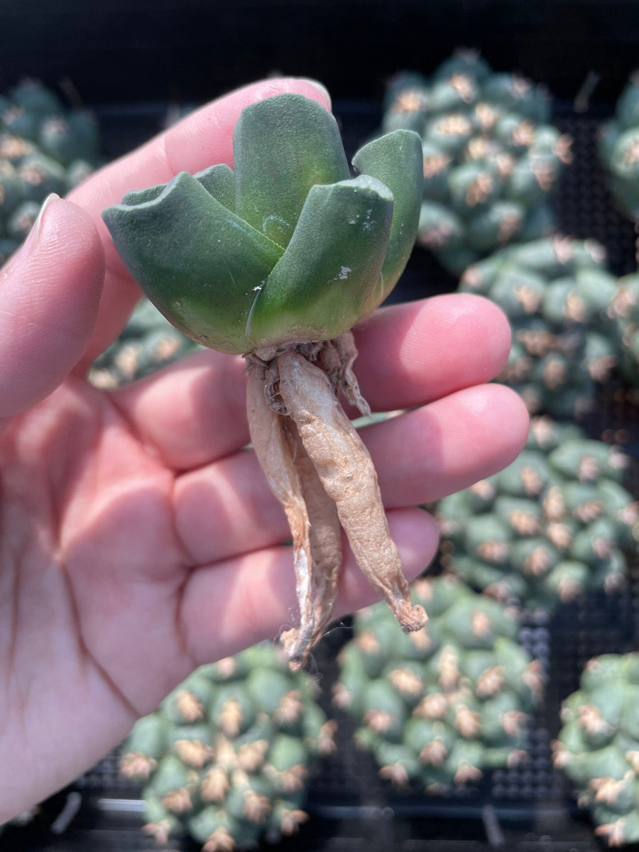 Rare Succulents