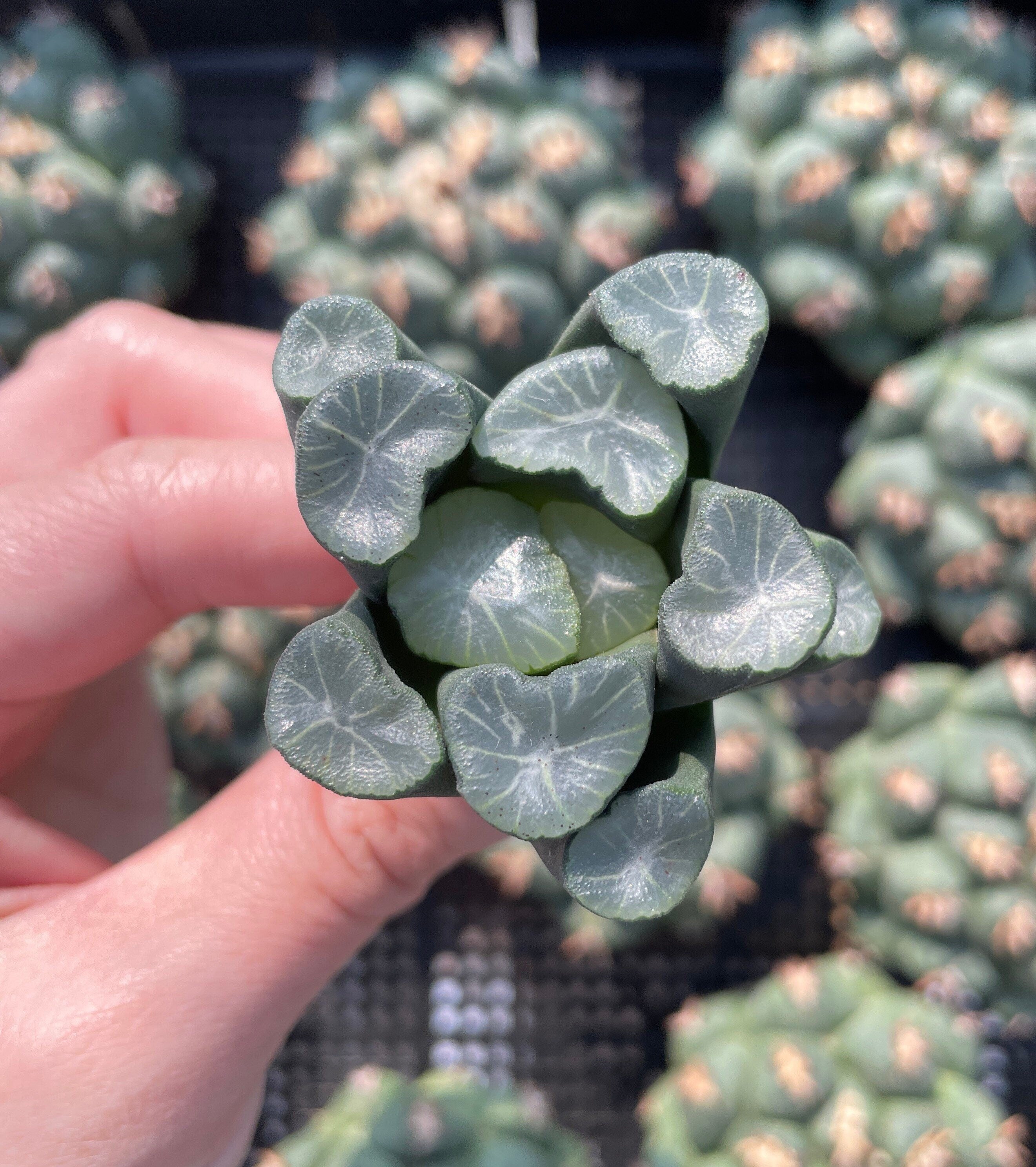 Rare-Succulents-Haworthia-