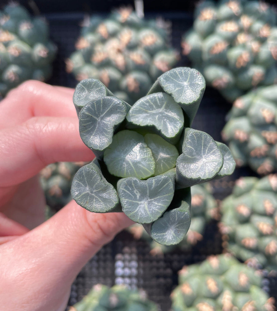 Haworthia Maughanii 'Buda' | Planta Suculenta Rara | 4 Cm | Cactus De Interior Y Exterior | Para Jardín Zen