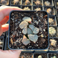 Rare Succulents - Haworthia Maughanni magic mirror