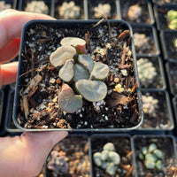 Rare Succulents - Haworthia Maughanni magic mirror