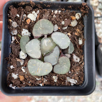 Rare Succulents - Haworthia Maughanni magic mirror
