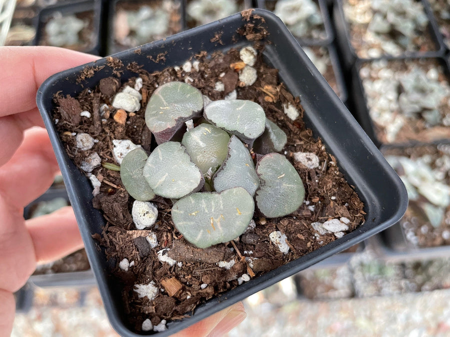 succulent mirror Rare Succulents