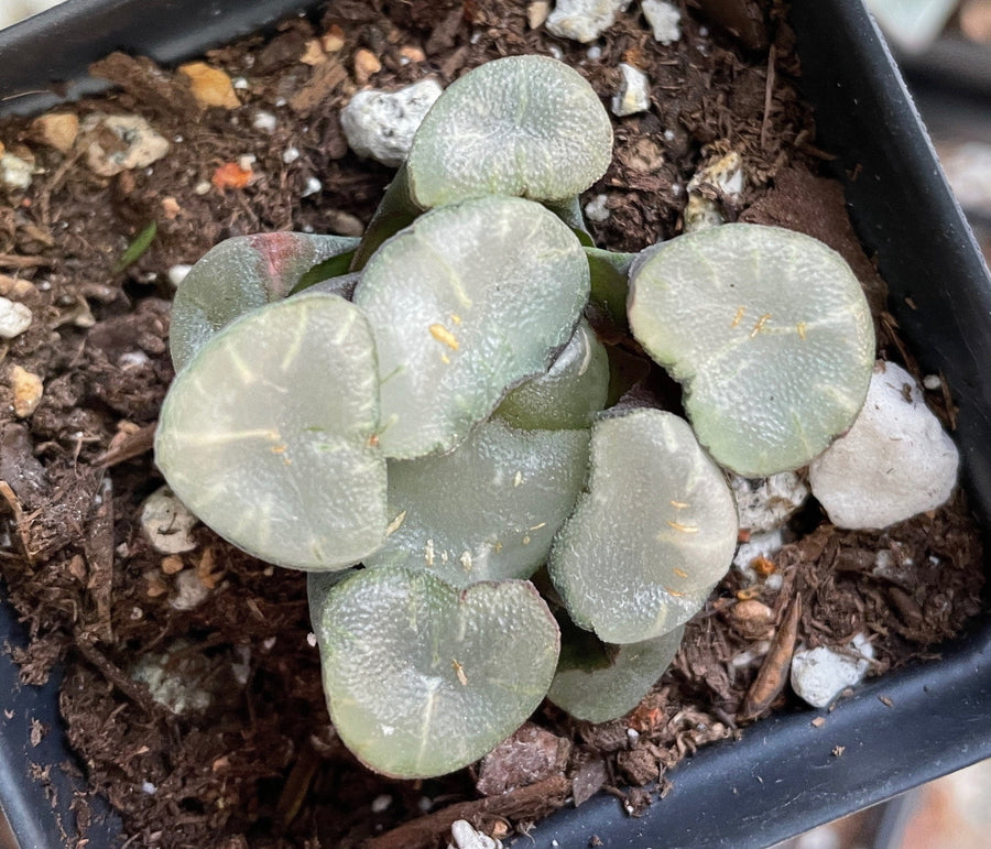 succulent mirror Rare Succulents