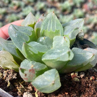 Rare Succulents - Haworthia Pygmaea “Ice City” (3”)