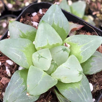 Rare Succulents - Haworthia Pygmaea “Ice City” (3”)