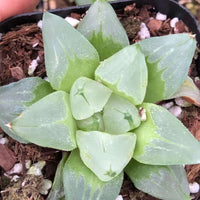 Rare Succulents - Haworthia Pygmaea “Ice City” (3”)
