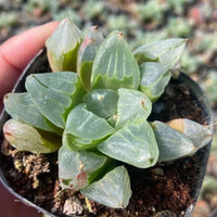 Rare Succulents - Haworthia Pygmaea “Ice City” (3”)
