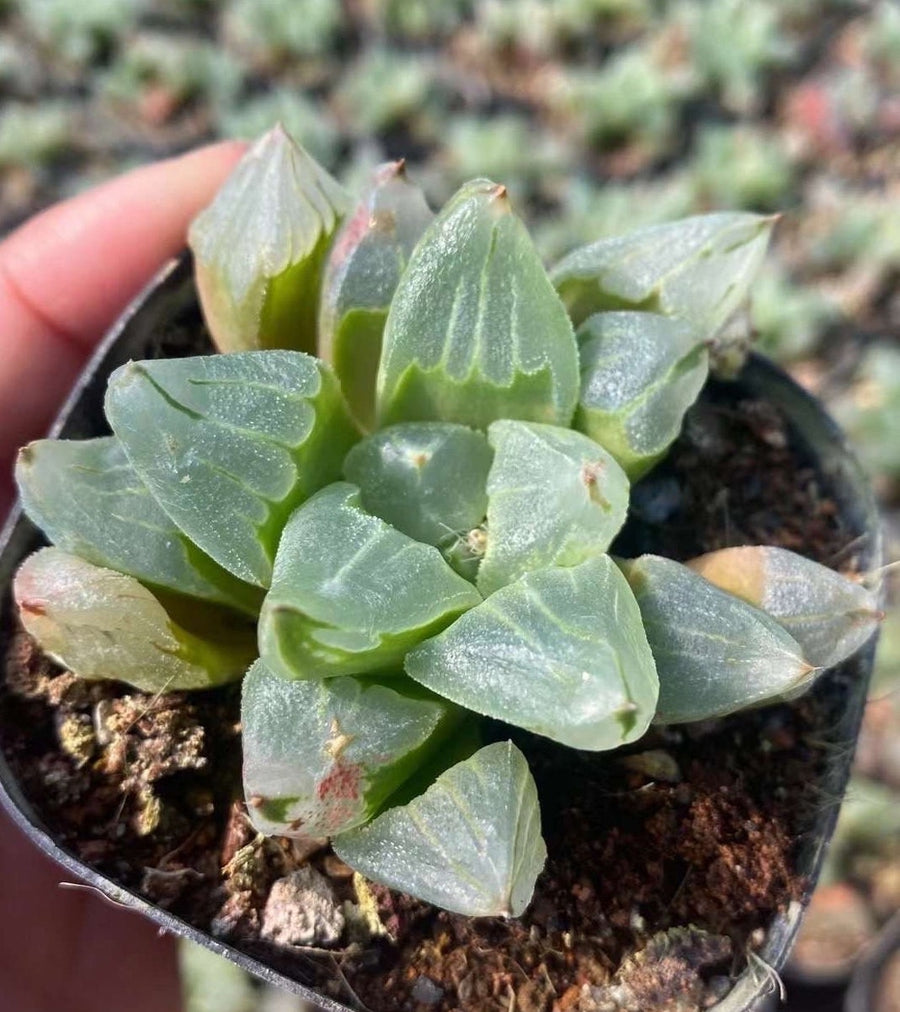 variegated ice plant succulent Rare Succulents