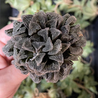 Rare Succulents - Haworthia Snow Rabbit cluster