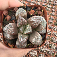 Rare Succulents, Haworthia Splendens Inca Rose, Live Plant