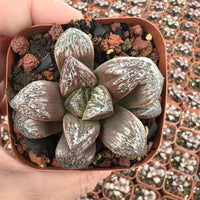 Rare Succulents, Haworthia Splendens Inca Rose, Live Plant