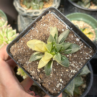 Rare Succulents - Haworthia Variegated Heidelbergensis Single Stem (2")