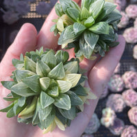 Rare Succulents - Haworthia Variegated Heidelbergensis Single Stem (2")