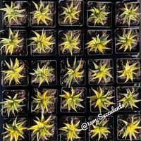 Rare Succulents - Haworthia variegated Limifolia (3.5")