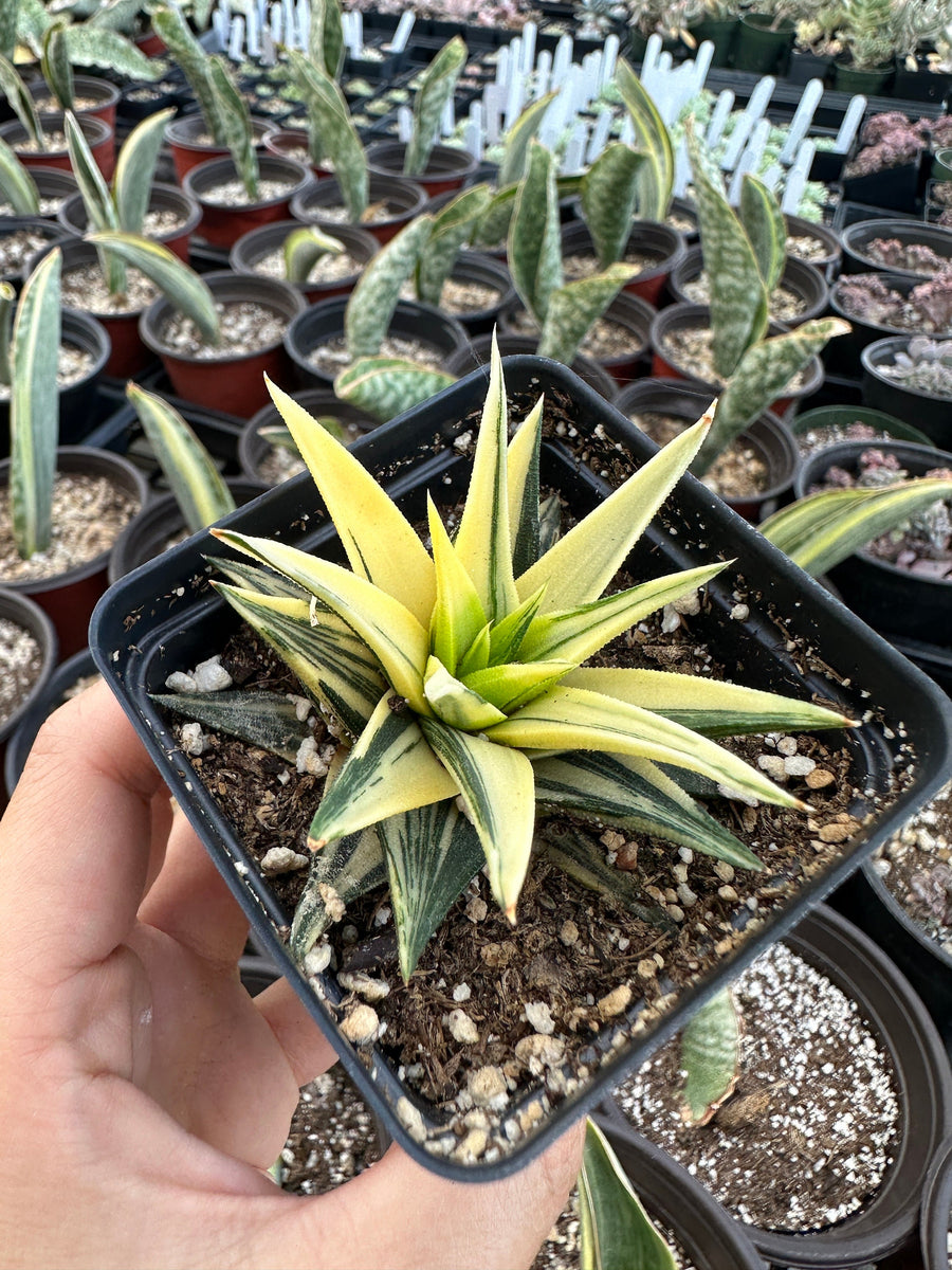 Rare Succulents - Haworthia varigated Ivory Tower– 1am Succulents