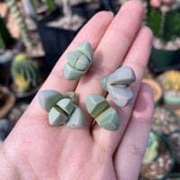 Rare Succulents - Lapidaria margaretae (0.6”-0.8”)