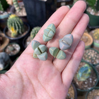 Rare Succulents - Lapidaria margaretae (0.6”-0.8”)