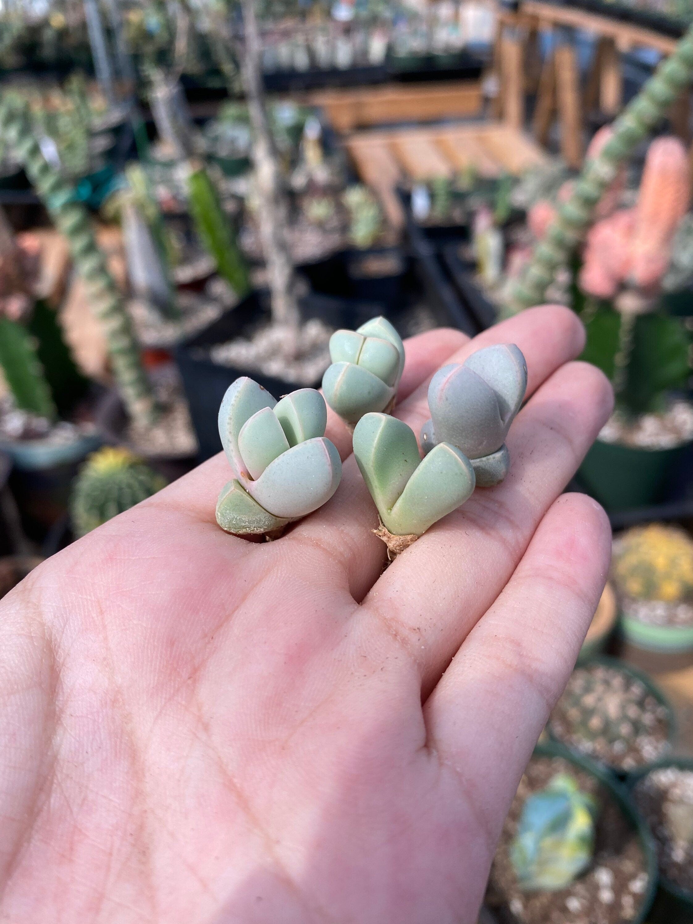 lapidaria succulent Rare Succulents