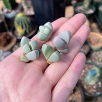 Rare Succulents - Lapidaria margaretae (0.6”-0.8”)