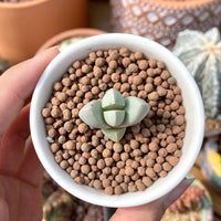 Rare Succulents - Lapidaria margaretae (0.6”-0.8”)