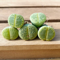 Rare Succulents - Lithops Lesliei V. Hornii Greenhorn (0.4”)