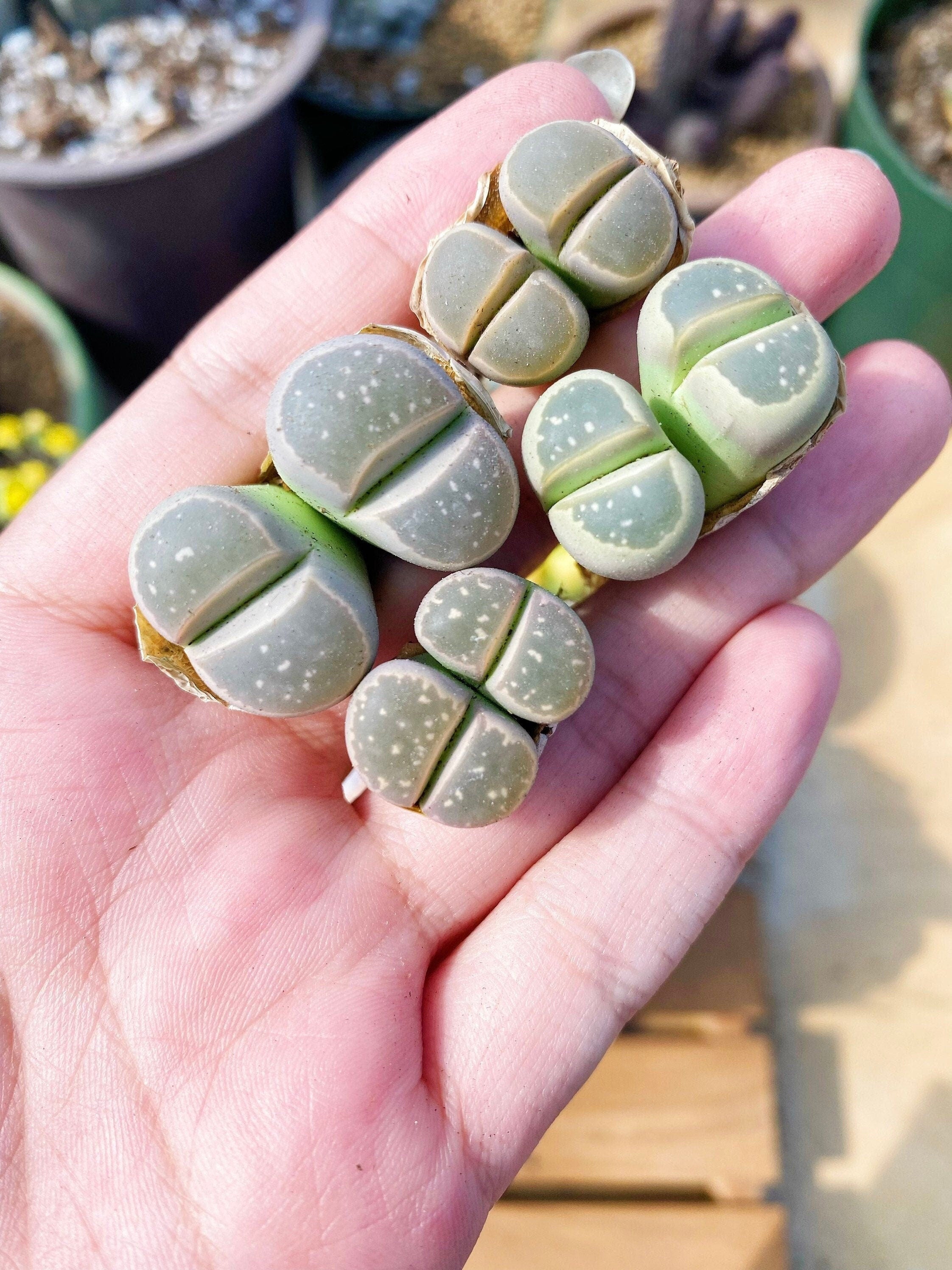 Rare Succulents