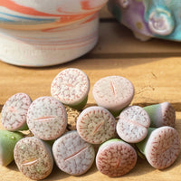 Rare Succulents - Lithops Pseudotruncatella C187