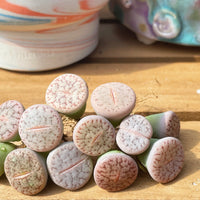 Rare Succulents - Lithops Pseudotruncatella C187