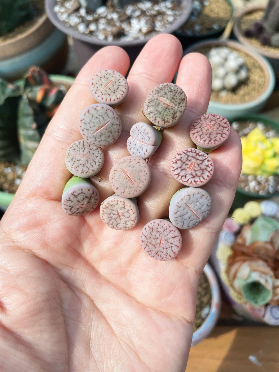 are lithops succulents Rare Succulents