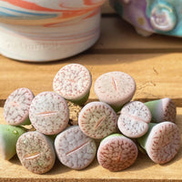 Rare Succulents - Lithops Pseudotruncatella C187