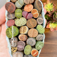 Rare Succulents - Lithops spp.