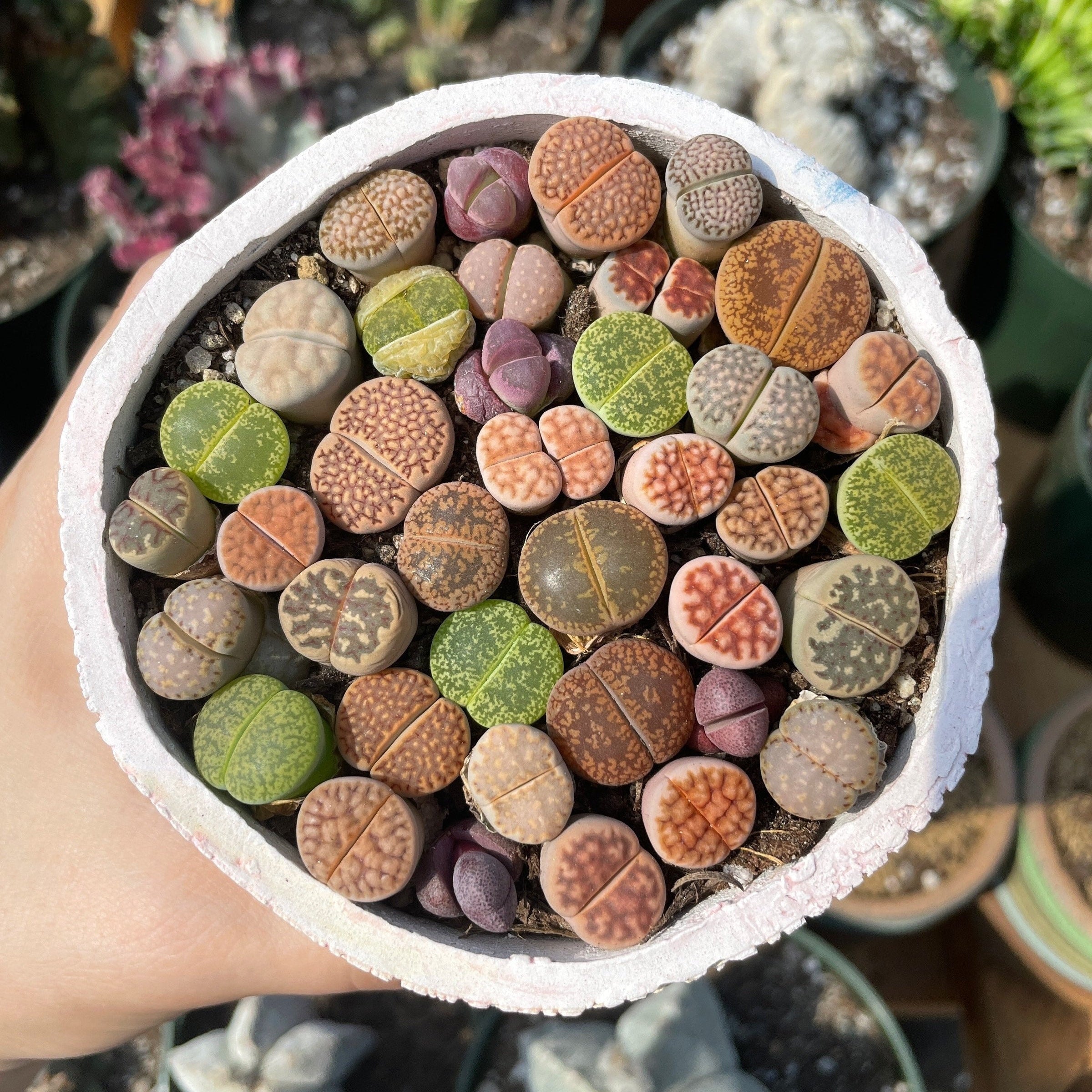 lithops succulents for sale Rare Succulents
