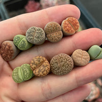 Rare Succulents - Lithops spp.