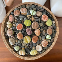 Rare Succulents - Lithops spp.