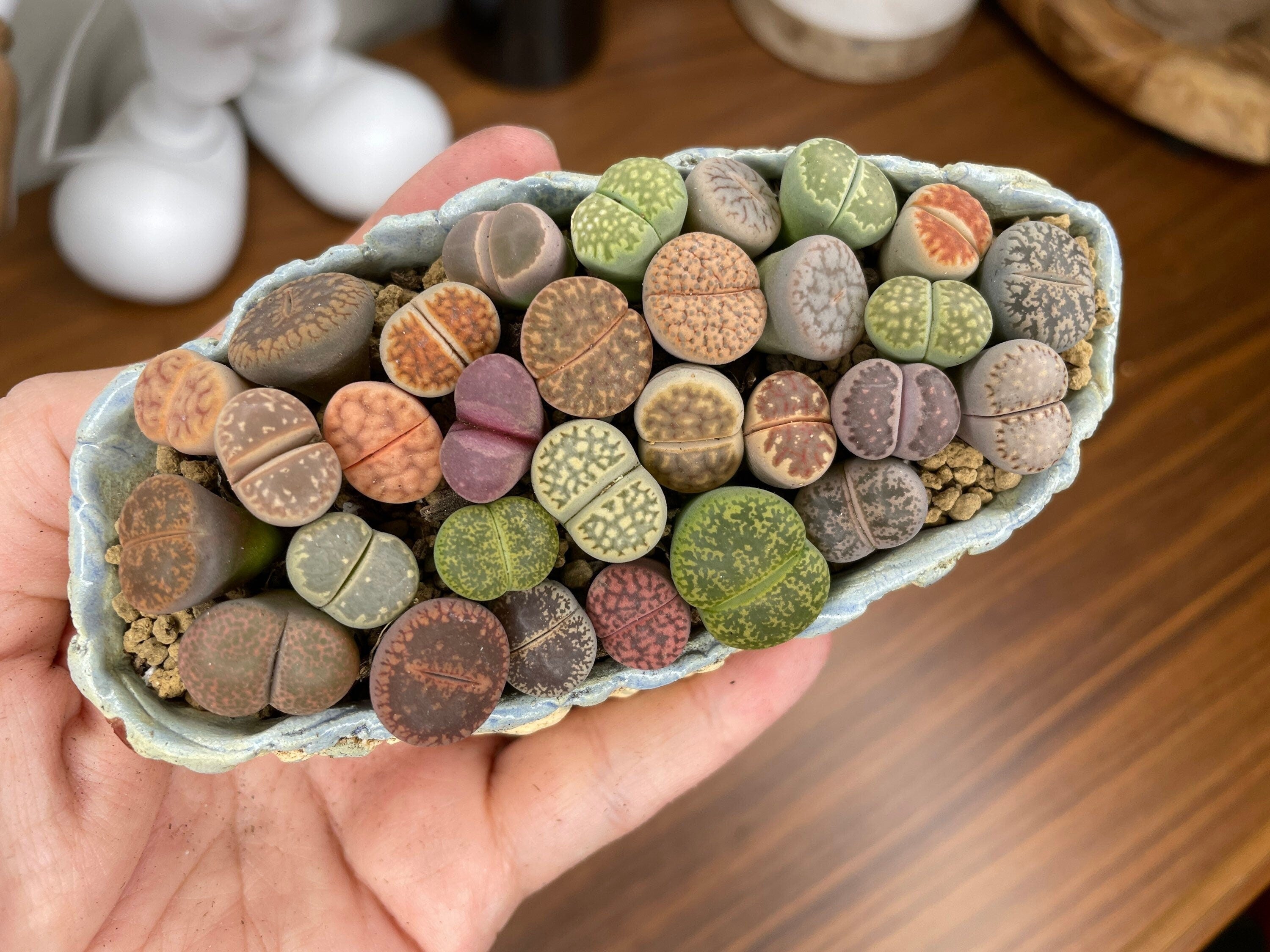 lithops succulents Rare Succulents