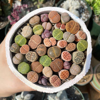 Rare Succulents - Lithops spp.
