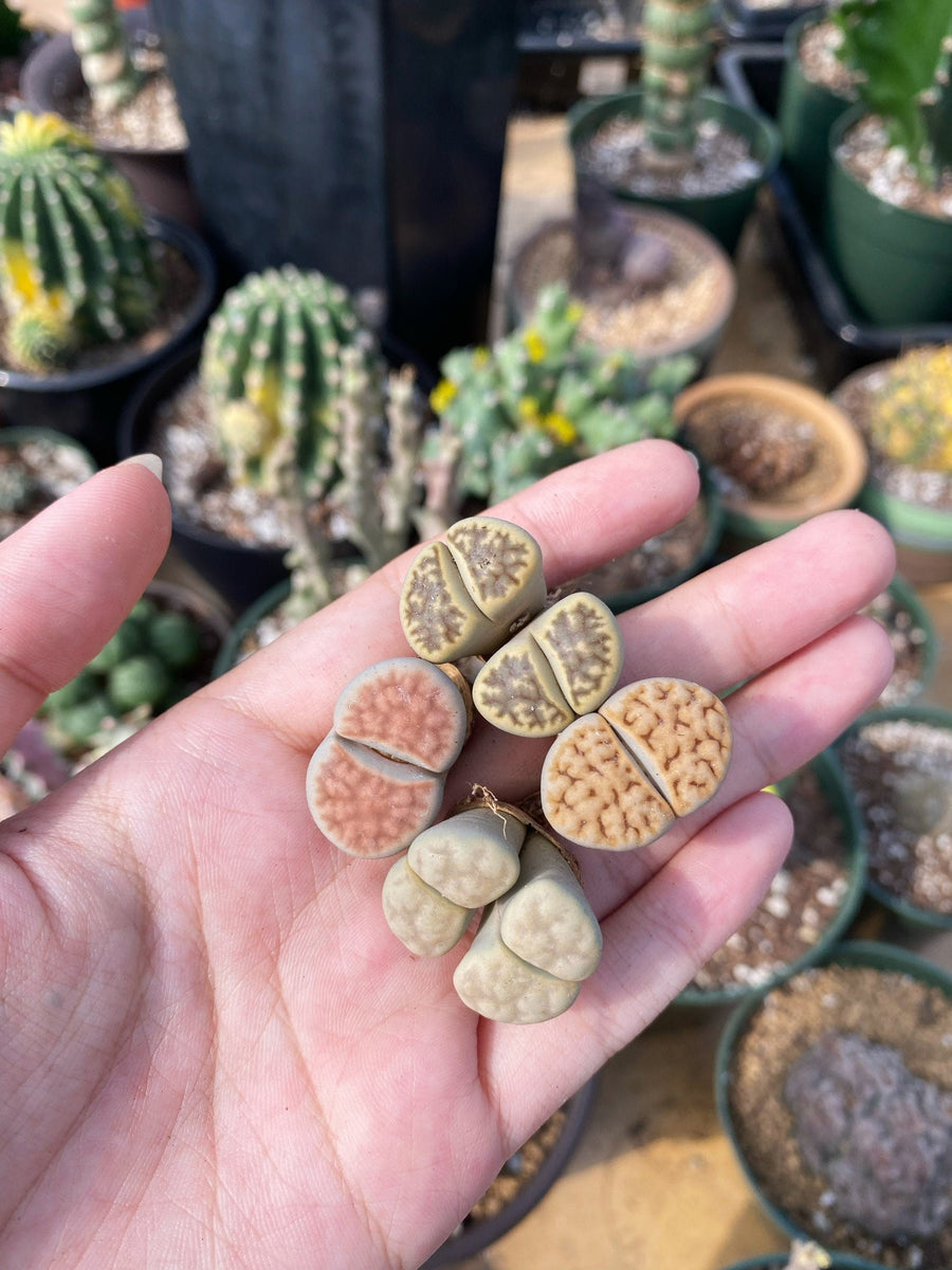 rare succulents live plants Rare Succulents