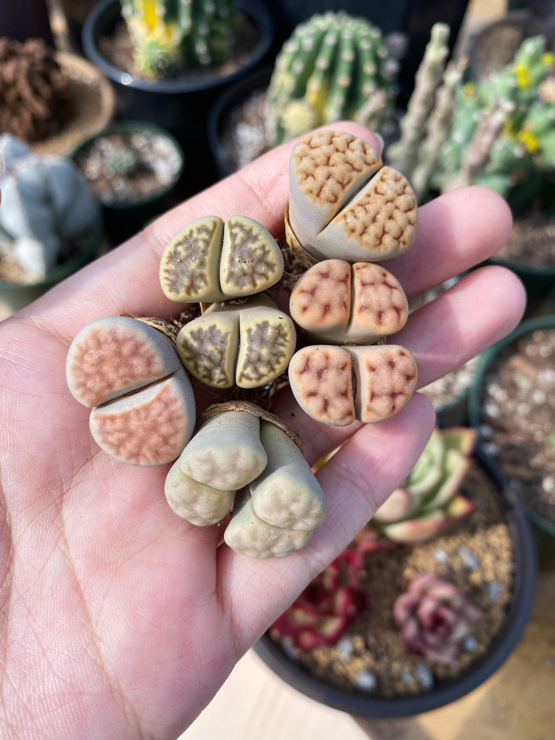 Rare Succulents