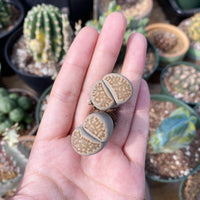 Rare Succulents - Lithops spp. double heads (1”)/1pc
