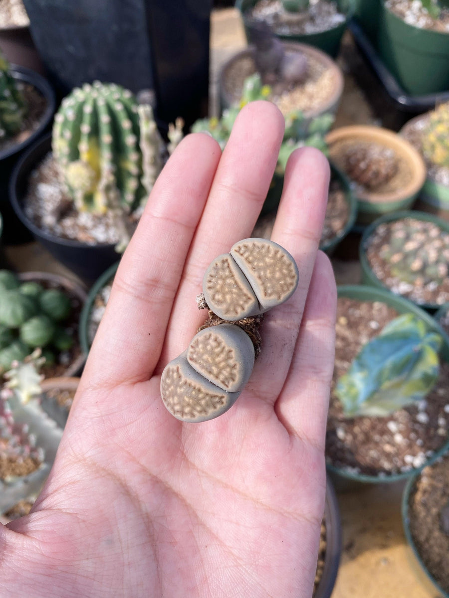 pennsylvania succulents Rare Succulents