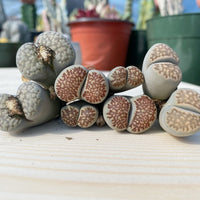 Rare Succulents - Lithops spp. double heads (1”)/1pc
