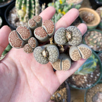 Rare Succulents - Lithops spp. double heads (1”)/1pc
