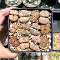 Rare Succulents - Lithops spp. double heads (1”)/1pc