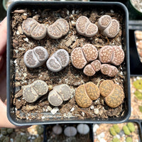 Rare Succulents - Lithops spp. double heads (1”)/1pc