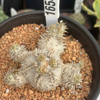 Rare Succulents - Pachypodium Brevicaule 6" Pot, 1654