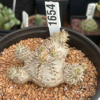 Rare Succulents - Pachypodium Brevicaule 6" Pot, 1654
