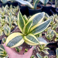Rare Succulents - Sansevieria Golden Hahnii Variegated