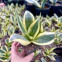 Rare Succulents - Sansevieria Golden Hahnii Variegated
