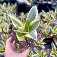 Rare Succulents - Sansevieria Golden Hahnii Variegated